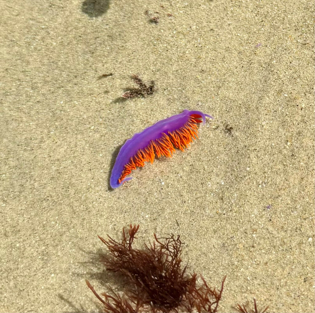 Kids exploring tide pools in Laguna Beach California