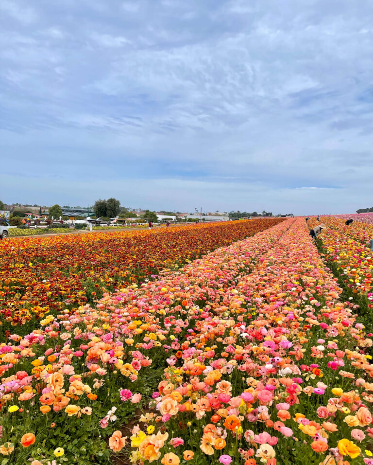 Carlsbad, California in the Spring: A Dreamy Family Coastal Getaway